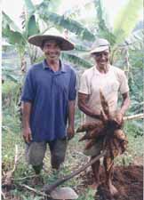Mischkultur von Maniok- und Bananenbumen